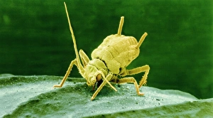Coloured SEM of Rose aphid nymph feeding on a leaf Coloured SEM of Rose aphid nymph feeding on a leaf