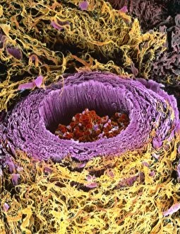 Images Dated 4th June 1997: Coloured SEM of section through a human arteriole