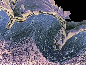 Images Dated 14th December 1999: Coloured SEM of a section through skin layers