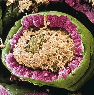 Images Dated 8th August 2003: Coloured SEM of a sectioned villus from the ileum