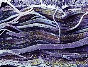 Images Dated 5th February 2003: Coloured SEM of skeletal (striated) muscle fibres
