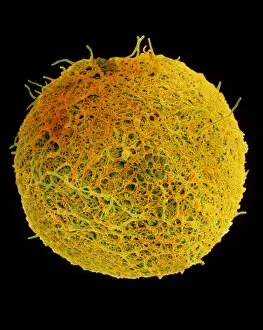 Images Dated 11th June 2003: Coloured SEM of sperm on egg during fertilisation