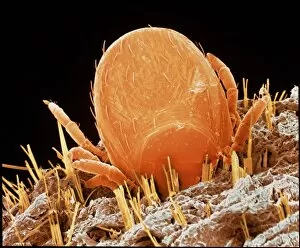 Images Dated 6th August 1998: Coloured SEM of a tick (Ixodes sp.) in human skin