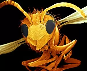 Images Dated 9th April 2003: Coloured SEM of a wasp (Vespa sp. ) in flight