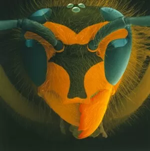 Images Dated 18th June 2002: Coloured SEM of a wasps head (Vespula vulgaris)