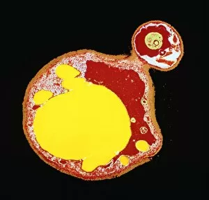 Images Dated 11th August 1991: Coloured TEM of a budding yeast cell