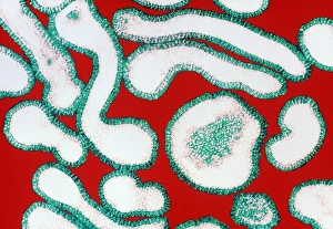 Images Dated 20th August 1998: Coloured TEM of a cluster of influenza viruses
