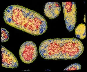 Images Dated 2nd August 1993: Coloured TEM of E. coli bacterium