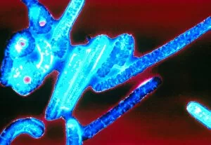Images Dated 9th December 2002: Coloured TEM of Ebola viruses