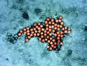 Images Dated 5th May 1994: Coloured TEM of foot & mouth disease viruses