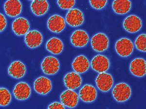 Coloured TEM of hepatitis B virus particles Coloured TEM of hepatitis B virus particles