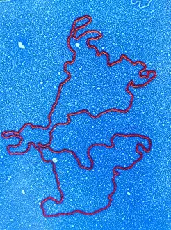Images Dated 15th May 1993: Coloured TEM of a plasmid of DNA