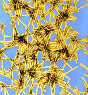 Coloured TEM of tobacco mosaic virus Coloured TEM of tobacco mosaic virus