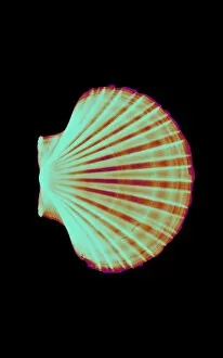 Images Dated 4th November 1997: Coloured X-ray of a pecten scallop shell