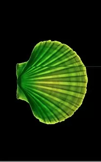 Images Dated 4th November 1997: Coloured X-ray of a pecten scallop shell