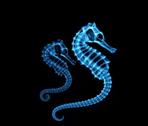 Images Dated 19th August 1998: Coloured X-ray of two seahorses, Hippocampus sp