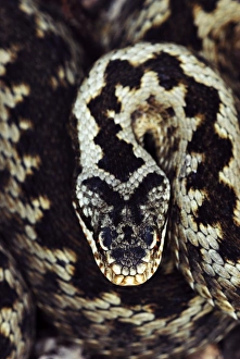 Common Adder Prints: Common adder