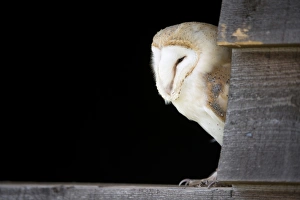 Common barn owl Common barn owl