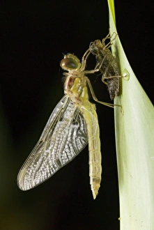 Common darter dragonfly metamorphosis Common darter dragonfly metamorphosis