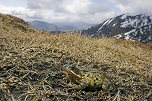 Common frog migrating Common frog migrating