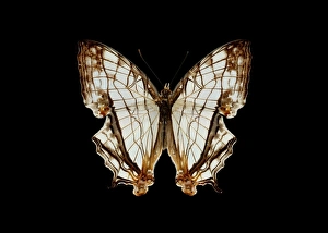 Southeast Asian Insects Prints: Common map butterfly