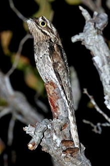 Common potoo in a tree at night Common potoo in a tree at night