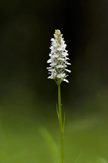 Common spotted orchid (Dactylorhiza sp.) Common spotted orchid (Dactylorhiza sp.)