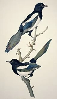 Ornithological Gallery: Comon magpies, 19th century artwork C013 / 6315