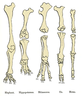 Comparison of animal feet, historical art Comparison of animal feet, historical art