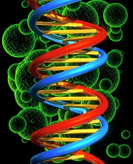 DNA Collection: Computer artwork of a beta DNA segment and spheres