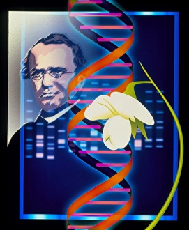 Images Dated 15th October 1998: Computer artwork of the botanist Gregor Mendel