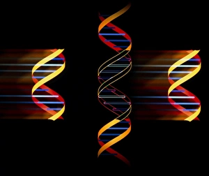 Images Dated 16th May 2003: Computer artwork of genetic engineering