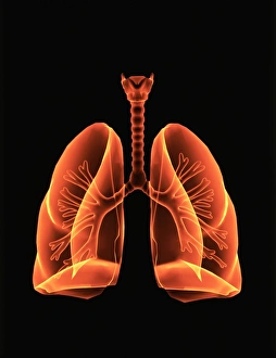 Computer artwork of healthy human lungs Computer artwork of healthy human lungs