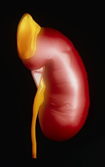 Computer artwork of a human kidney & adrenal gland Computer artwork of a human kidney & adrenal gland