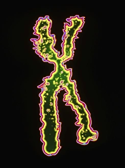 Computer artwork of the human X chromosome Computer artwork of the human X chromosome
