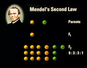 Images Dated 15th October 1998: Computer artwork of Mendels Second Law