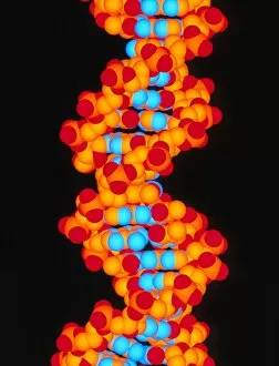 Images Dated 18th December 2002: Computer artwork of a segment of beta DNA
