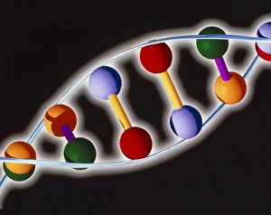 Computer representation of DNA with base pairs Computer representation of DNA with base pairs