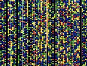 Scientific Posters: Computer screen showing a human genetic sequence