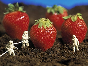 Images Dated 17th July 2003: Concept of genetically engineered strawberries