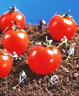 Images Dated 28th May 1999: Concept image of genetically engineered tomatoes
