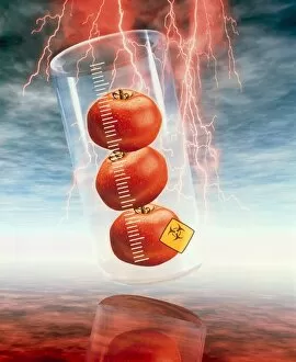 Images Dated 9th April 2003: Conceptual image: genetically-engineered tomatoes