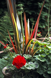 Container plants Container plants