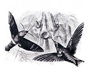 Convergent evolution Convergent evolution