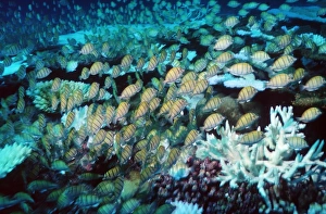 Convict surgeonfish with bleached coral Convict surgeonfish with bleached coral