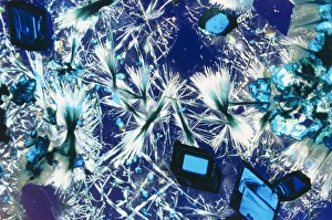 Copper sulphate crystals light micrograph Copper sulphate crystals light micrograph