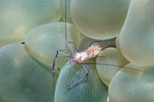 Images Dated 21st September 2004: Coral shrimp