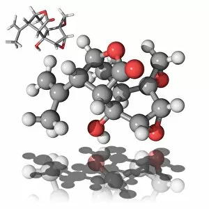 Coriamyrtin toxin molecule