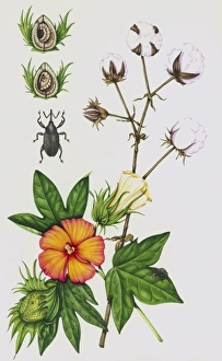 Cotton boll weevil and cotton plant Cotton boll weevil and cotton plant
