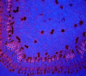 Confocal Gallery: Cotton stem, confocal micrograph C014 / 4636